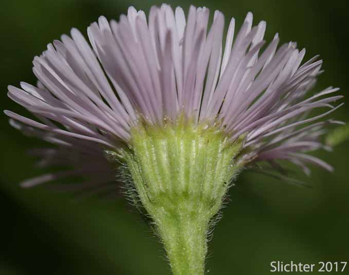 Involucral bracts of Philadelphia Fleabane, Philadelphia Daisy: Erigeron philadelphicus (Synonym: Erigeron philadelphicus var. philadelphicus)