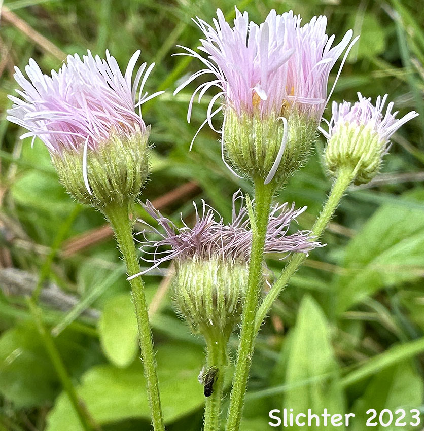 Flower heads of Philadelphia Fleabane, Philadelphia Daisy: Erigeron philadelphicus (Synonym: Erigeron philadelphicus var. philadelphicus)
