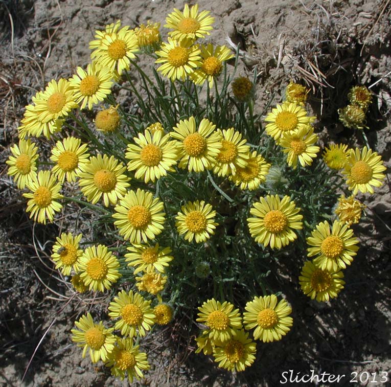Piper's Daisy, Piper's Fleabane: Erigeron piperianus