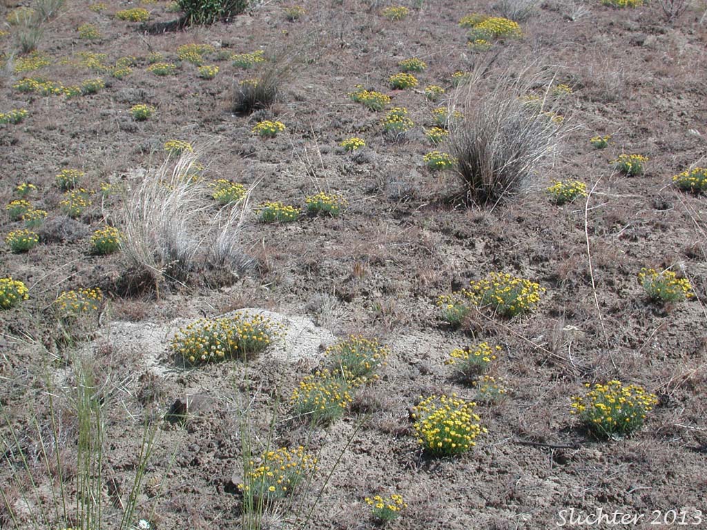 Habitat of Piper's Daisy, Piper's Fleabane: Erigeron piperianus
