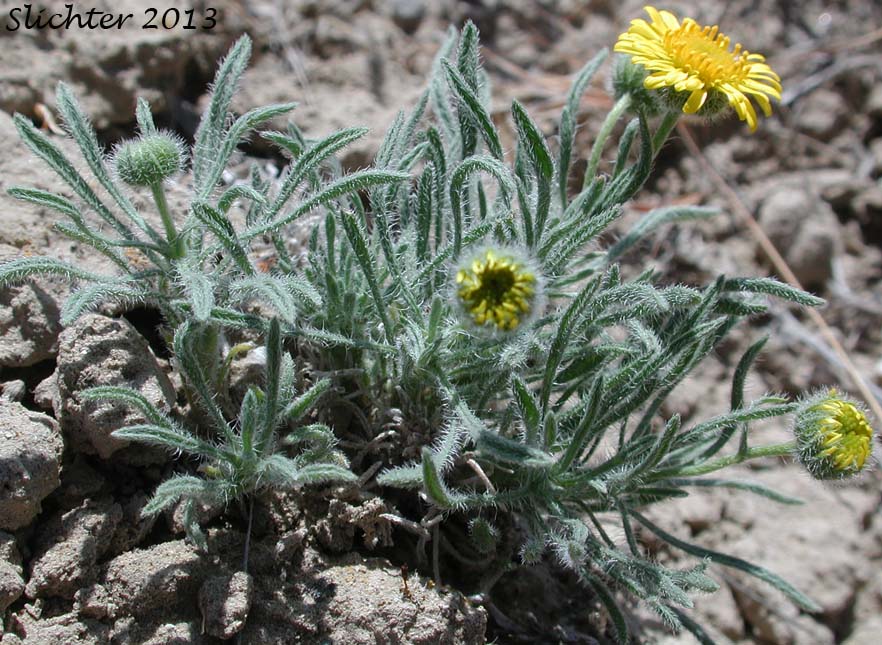 Piper's Daisy, Piper's Fleabane: Erigeron piperianus