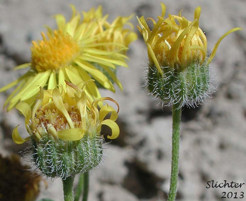 Involucres of Piper's Daisy, Piper's Fleabane: Erigeron piperianus