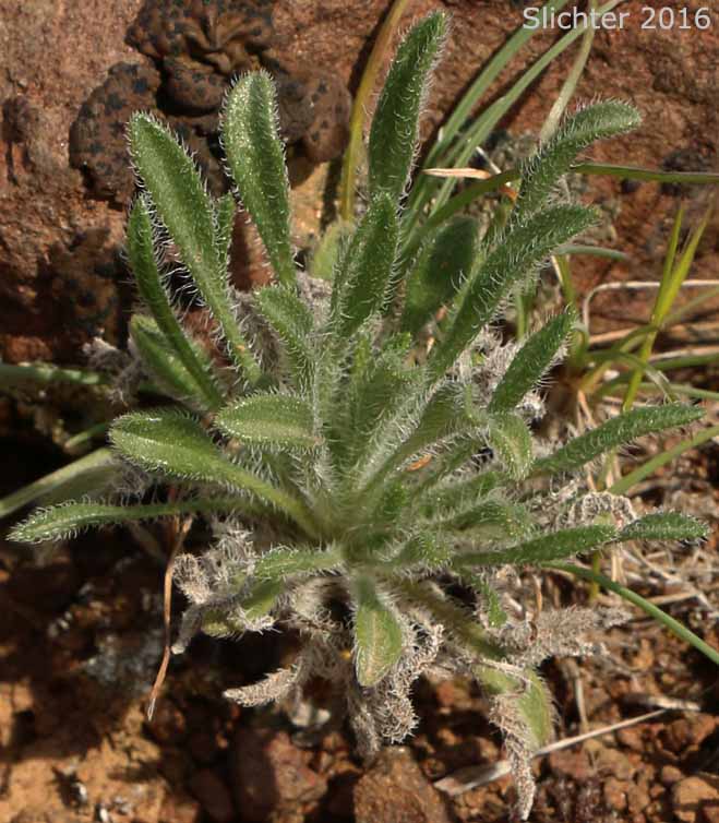 Leafy cushion of Cushion Fleabane, Hairy-seeded Daisy, Kittitas Fleabane, Purple Cushion Fleabane: Erigeron poliospermus var. poliospermus