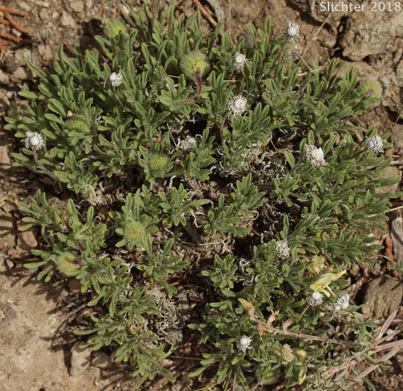 Cushion Fleabane, Hairy-seeded Daisy, Kittitas Fleabane, Purple Cushion Fleabane: Erigeron poliospermus var. poliospermus