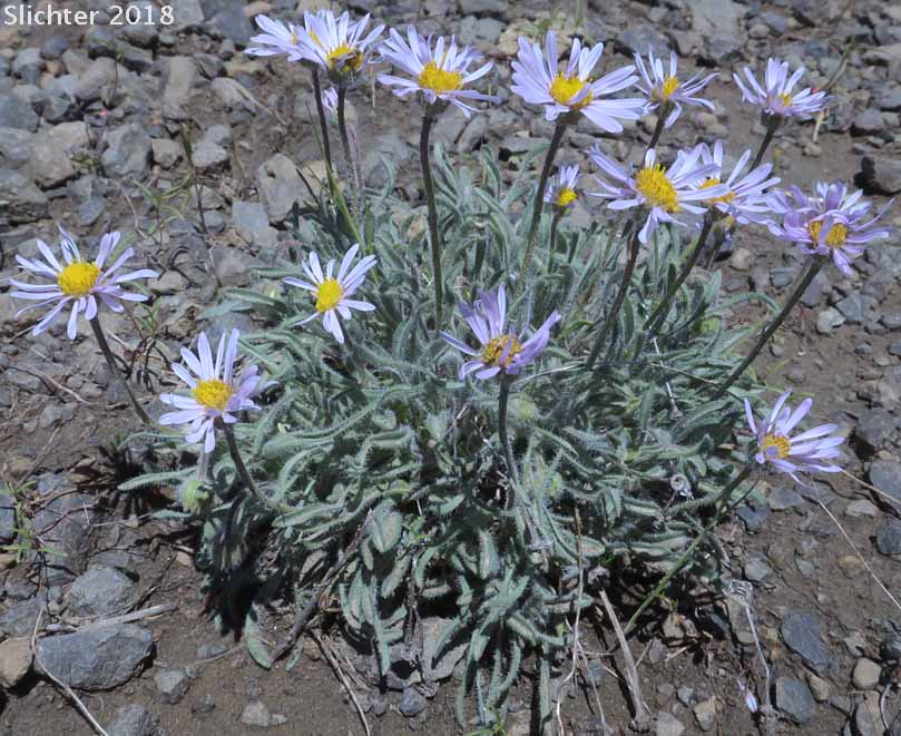 Cushion Fleabane, Hairy-seeded Daisy, Kittitas Fleabane, Purple Cushion Fleabane: Erigeron poliospermus var. poliospermus