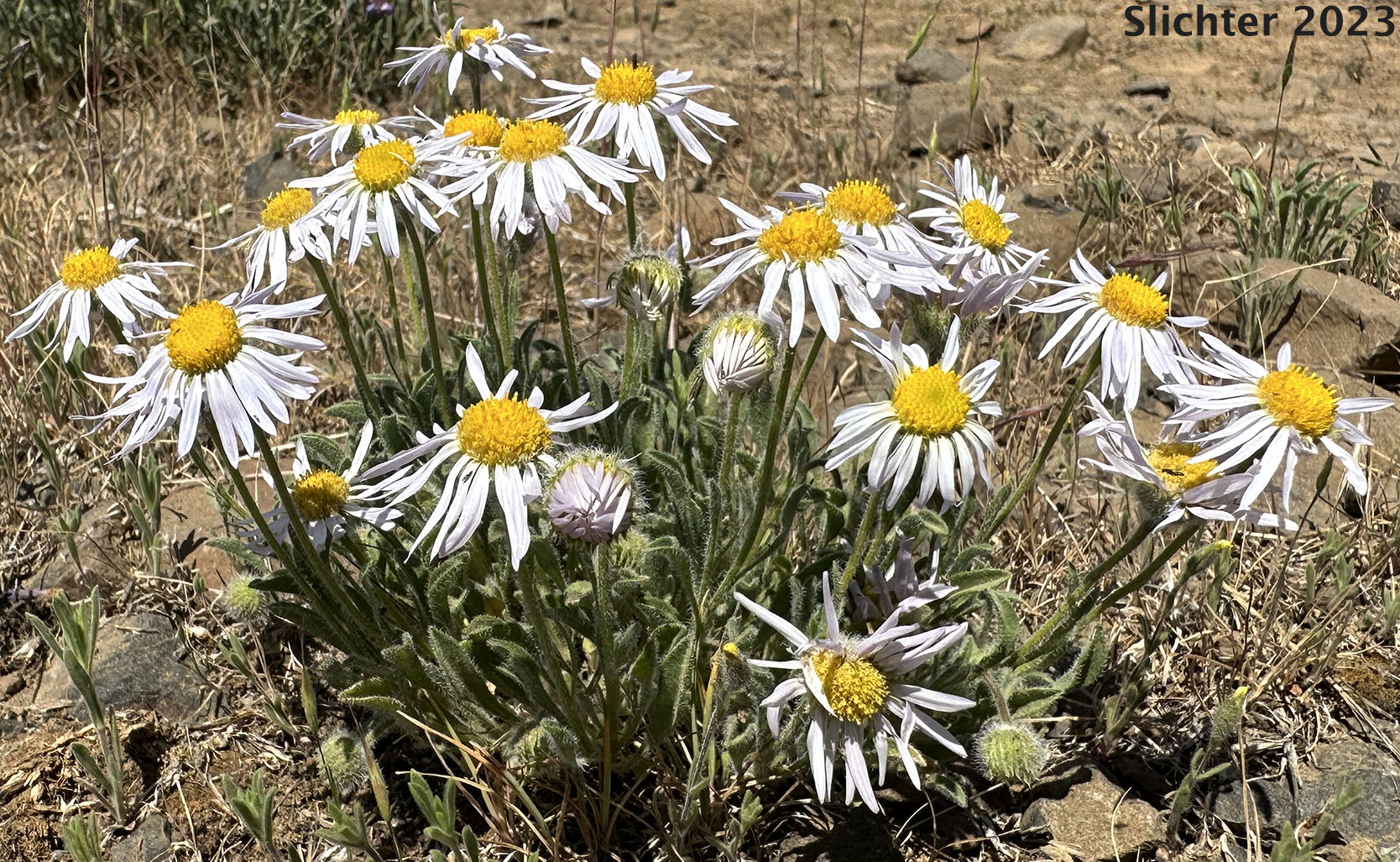 Cushion Fleabane, Hairy-seeded Daisy, Kittitas Fleabane, Purple Cushion Fleabane: Erigeron poliospermus var. poliospermus