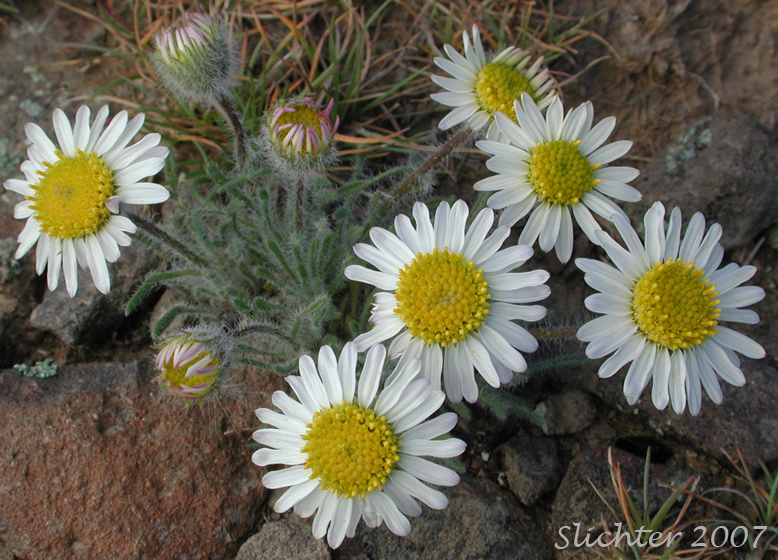 Cushion Fleabane, Hairy-seeded Daisy, Kittitas Fleabane, Purple Cushion Fleabane: Erigeron poliospermus var. poliospermus