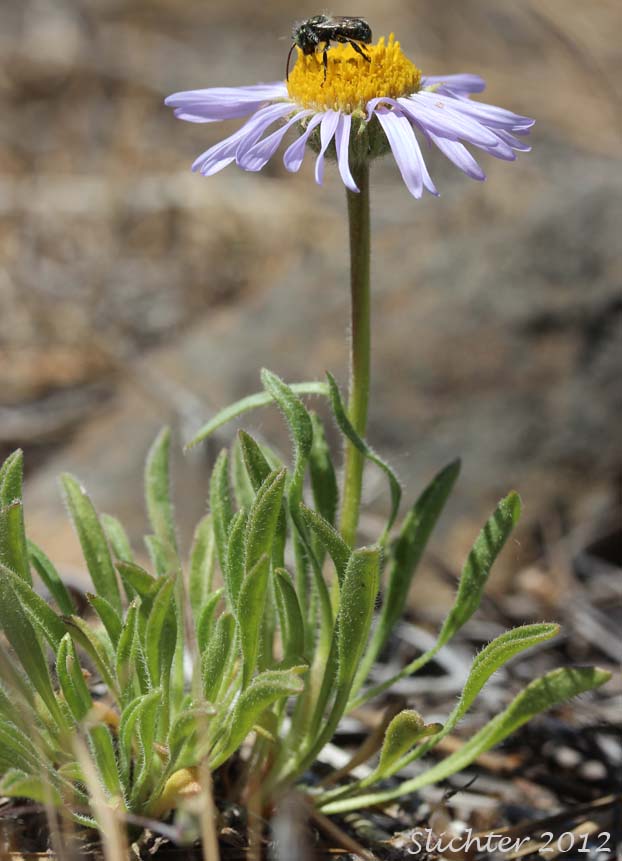 Cushion Fleabane, Hairy-seeded Daisy, Kittitas Fleabane, Purple Cushion Fleabane: Erigeron poliospermus var. poliospermus