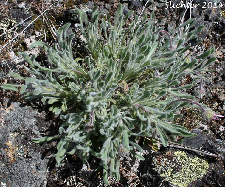 Cushion Fleabane, Hairy-seeded Daisy, Kittitas Fleabane, Purple Cushion Fleabane: Erigeron poliospermus var. poliospermus
