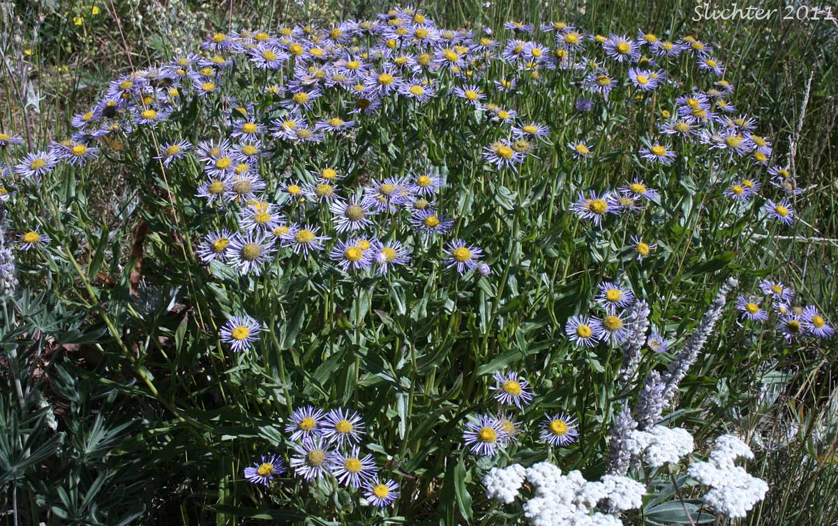 Aspen Fleabane, Showy Daisy, Showy Fleabane, Splendid Fleabane, Threenerve Fleabane: Erigeron speciosus (Synonyms: Erigeron conspicuus, Erigeron macranthus, Erigeron speciosus var. conspicuus, Erigeron speciosus var. macranthus, Erigeron speciosus var. speciosus, Erigeron speciosus var. typicus, Erigeron subtrinervis, Erigeron subtrinervis ssp. conspicuus, Erigeron subtrinervis var. conspicuus, Stenactis speciosa)
