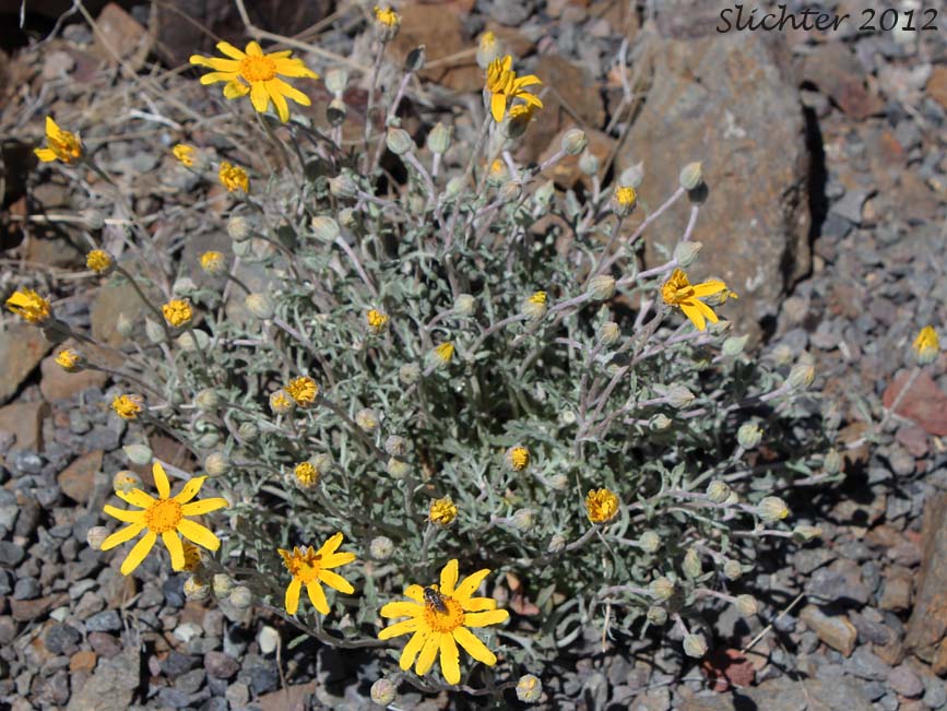 Common Woolly Sunflower, Woolly Sunflower, Yarrow-leaved Eriophyllum: Eriophyllum lanatum var. achillaeoides