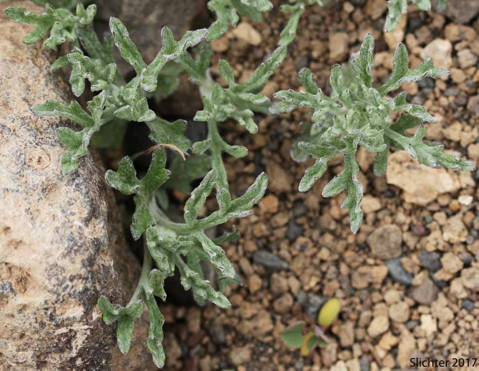 Common Woolly Sunflower, Woolly Sunflower, Yarrow-leaved Eriophyllum: Eriophyllum lanatum var. achillaeoides