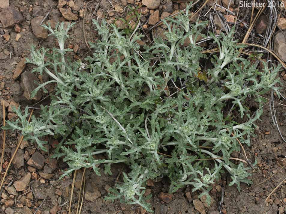 Common Woolly Sunflower, Woolly Sunflower, Yarrow-leaved Eriophyllum: Eriophyllum lanatum var. achillaeoides