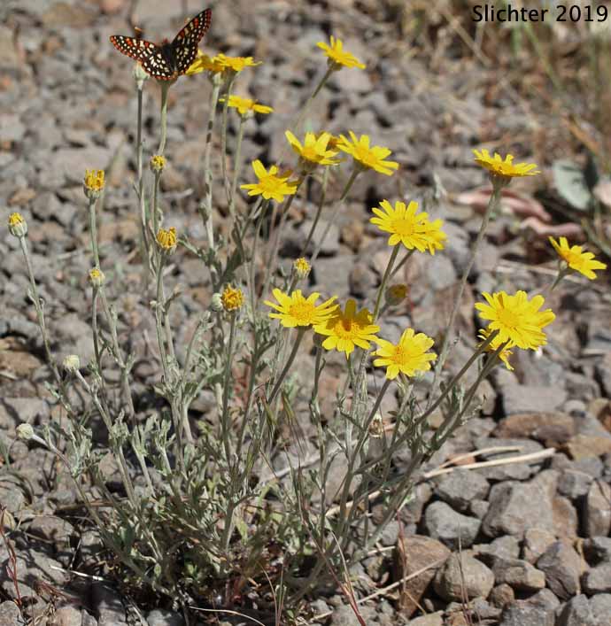 Common Woolly Sunflower, Woolly Sunflower, Yarrow-leaved Eriophyllum: Eriophyllum lanatum var. achillaeoides