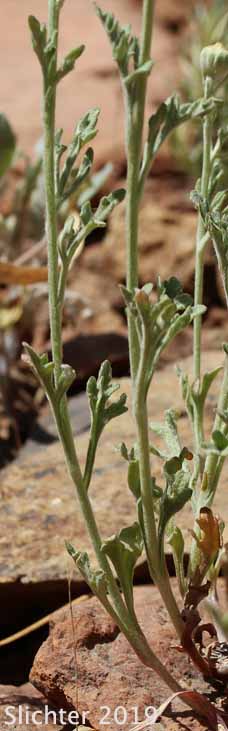 Common Woolly Sunflower, Woolly Sunflower, Yarrow-leaved Eriophyllum: Eriophyllum lanatum var. achillaeoides