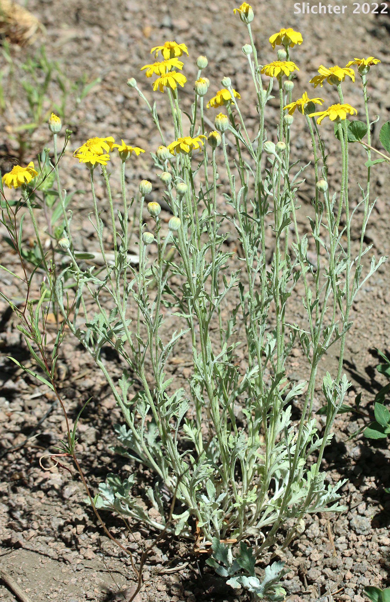 Common Woolly Sunflower, Woolly Sunflower, Yarrow-leaved Eriophyllum: Eriophyllum lanatum var. achilleoides (Synonym: Eriophyllum lanatum var. achillioides)
