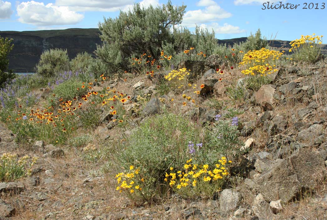 Habitat of Common Eriophyllum, Common Woolly Sunflower, Oregon Sunshine, Woolly Sunflower: Eriophyllum lanatum var. integrifolium (Synonyms: Eriophyllum integrifolium, Eriophyllum lanatum var. monoense)