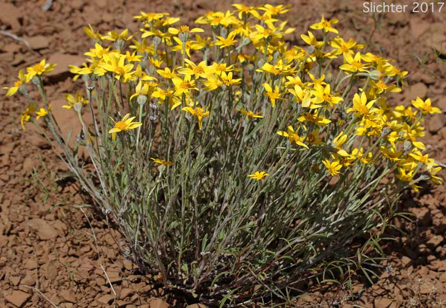 Common Eriophyllum, Common Woolly Sunflower, Oregon Sunshine, Woolly Sunflower: Eriophyllum lanatum var. integrifolium (Synonyms: Eriophyllum integrifolium, Eriophyllum lanatum var. monoense)