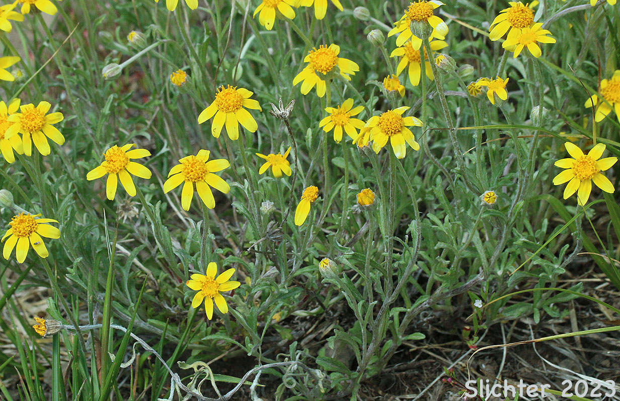 Common Eriophyllum, Common Woolly Sunflower, Oregon Sunshine, Woolly Sunflower: Eriophyllum lanatum var. integrifolium (Synonyms: Eriophyllum integrifolium, Eriophyllum lanatum var. monoense)