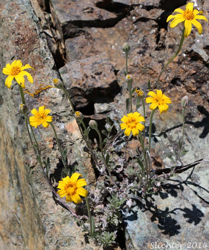 Common Eriophyllum, Common Woolly Sunflower, Oregon Sunshine, Woolly Sunflower: Eriophyllum lanatum var. integrifolium (Synonyms: Eriophyllum integrifolium, Eriophyllum lanatum var. monoense)