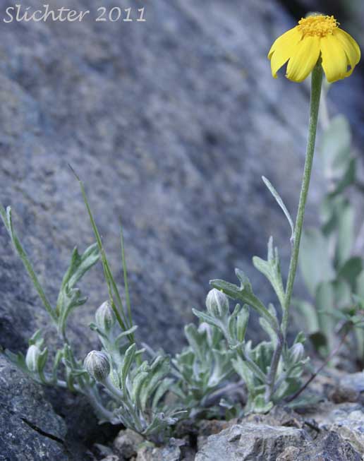 Common Eriophyllum, Common Woolly Sunflower, Oregon Sunshine, Woolly Sunflower: Eriophyllum lanatum var. integrifolium (Synonyms: Eriophyllum integrifolium, Eriophyllum lanatum var. monoense)