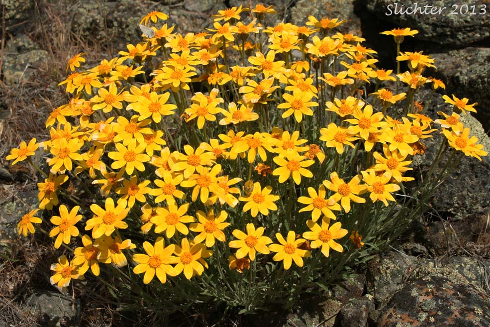 Common Eriophyllum, Common Woolly Sunflower, Oregon Sunshine, Woolly Sunflower: Eriophyllum lanatum var. integrifolium (Synonyms: Eriophyllum integrifolium, Eriophyllum lanatum var. monoense)