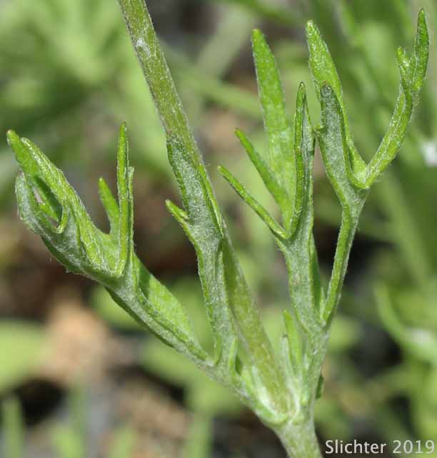 Opposite stem leaves of Western Woolly Sunflower, Woolly Sunflower, Common Eriophyllum: Eriophyllum lanatum var. leucophyllum (Synonym: Eriophyllum lanatum var. lanatum)