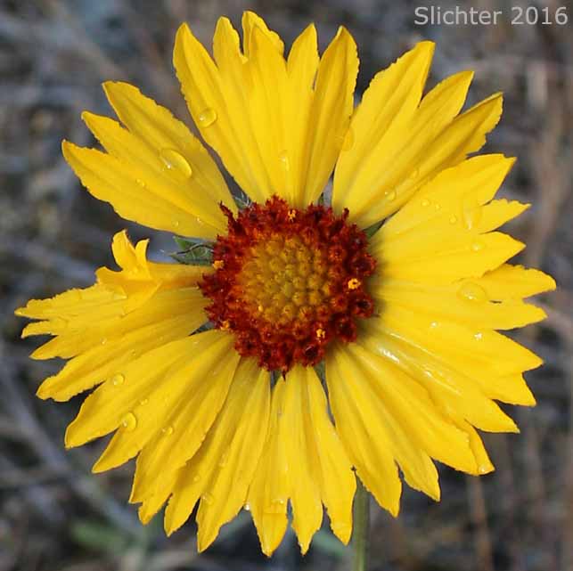 Blanket Flower, Common Gaillardia, Great-flowered Gaillardia: Gaillardia aristata