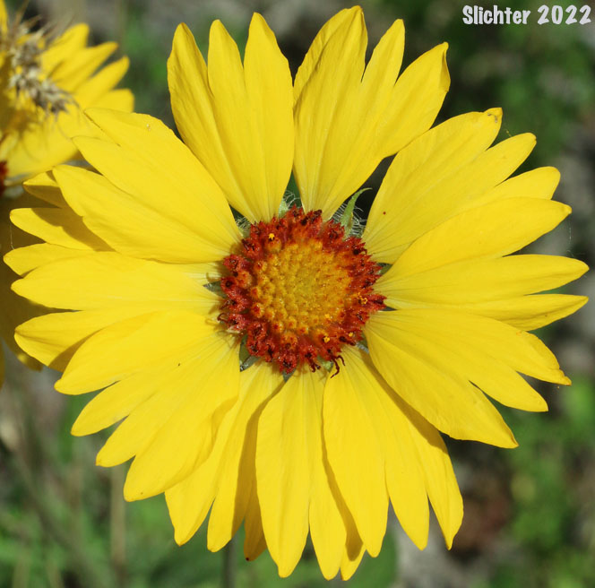 Blanket Flower, Common Gaillardia, Great-flowered Gaillardia: Gaillardia aristata