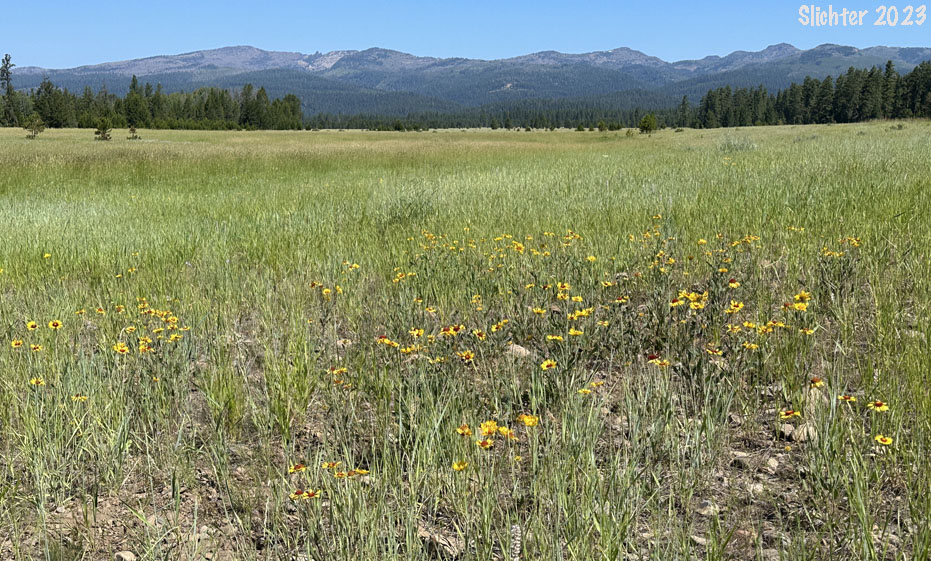 Blanketflower habitat (Blanket Flower, Common Gaillardia, Great-flowered Gaillardia: Gaillardia aristata)