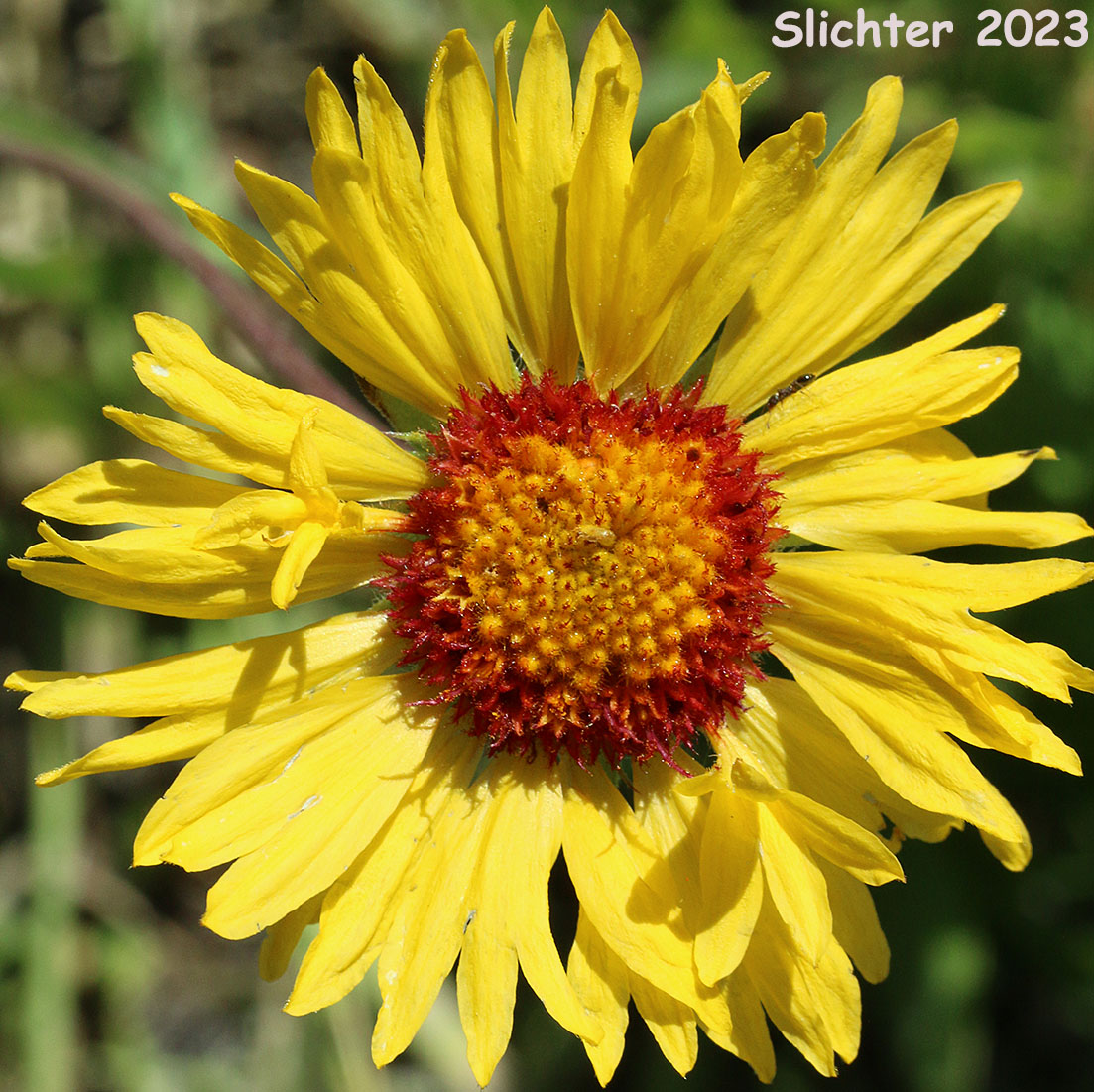 Flower head of Blanket Flower, Common Gaillardia, Great-flowered Gaillardia: Gaillardia aristata