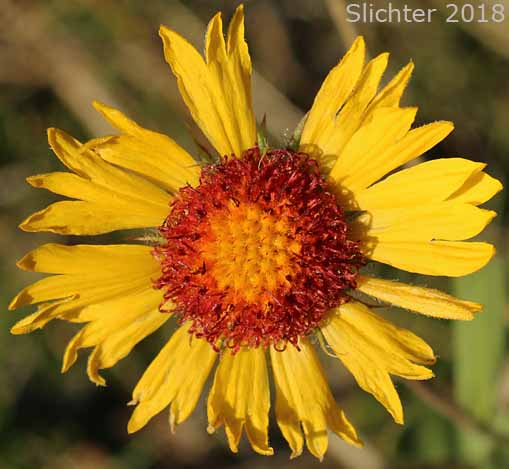 Blanket Flower, Common Gaillardia, Great-flowered Gaillardia: Gaillardia aristata