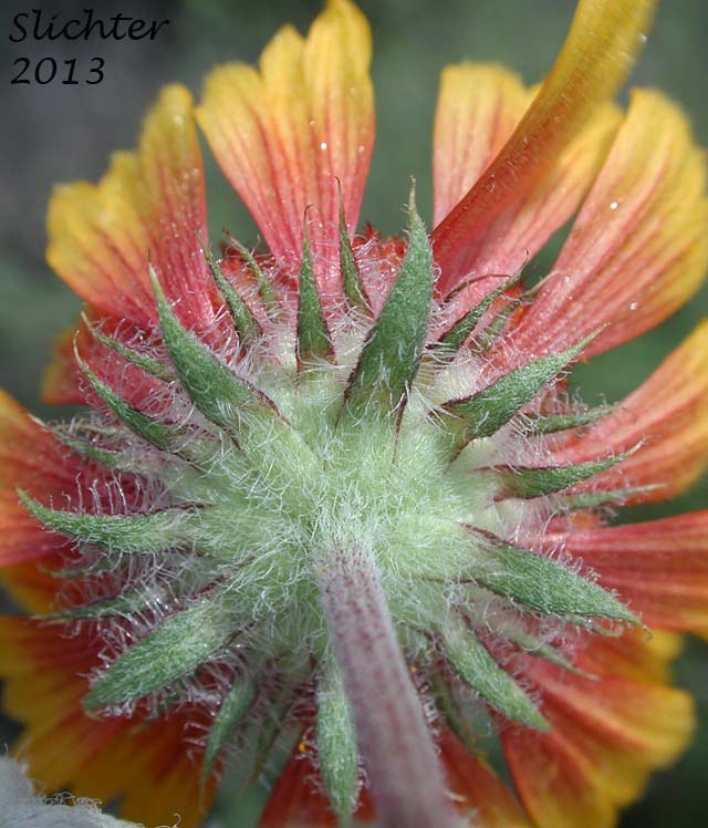 Involucral bracts of Blanket Flower, Common Gaillardia, Great-flowered Gaillardia: Gaillardia aristata