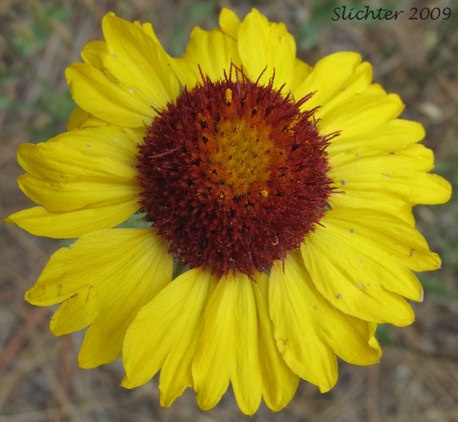 Flower head of Blanket Flower, Common Gaillardia, Great-flowered Gaillardia: Gaillardia aristata