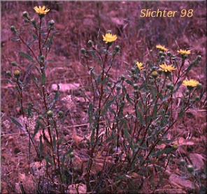 Coastal Gumweed, Columbia Gumplant, Columbia Gumweed, Idaho Gumweed, Low Gumweed, Resinweed: Grindelia nana var. nana (Synonyms: Grindelia arenicola, Grindelia columbiana, Grindelia hirsutula, Grindelia integrifolia var. macrophylla, Grindelia nana, Grindelia nana ssp. columbiana, Grindelia nana ssp. nana, Grindelia nana var. discoidea, Grindelia nana var. integerrima, Grindelia nana var. integrifolia, Grindelia squarrosa var. integrifolia, Grindelia squarrosa var. quasiperennis, Grindelia stricta ssp. stricta, Grindelia stricta var. stricta)