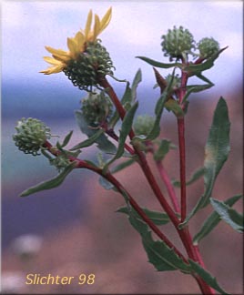 Upper stem leaves and flower heads of Coastal Gumweed, Columbia Gumplant, Columbia Gumweed, Idaho Gumweed, Low Gumweed, Resinweed: Grindelia hirsutula (Synonyms: Grindelia arenicola, Grindelia columbiana, Grindelia hirsutula, Grindelia integrifolia var. macrophylla, Grindelia nana, Grindelia nana ssp. columbiana, Grindelia nana ssp. nana, Grindelia nana var. discoidea, Grindelia nana var. integerrima, Grindelia nana var. integrifolia, Grindelia nana var. nana, Grindelia squarrosa var. integrifolia, Grindelia squarrosa var. quasiperennis, Grindelia stricta ssp. stricta, Grindelia stricta var. stricta)