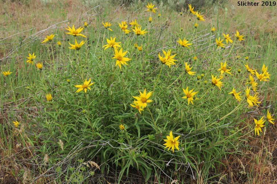 Cusick's Sunflower, Turniproot Sunflower: Helianthus cusickii