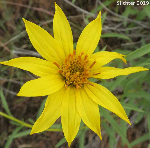 Cusick's Sunflower, Turniproot Sunflower: Helianthus cusickii