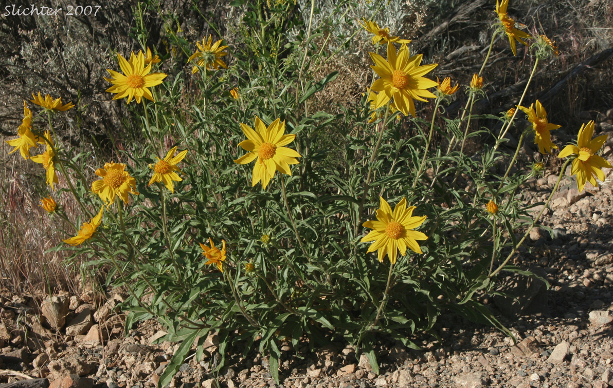 Cusick's Sunflower, Turniproot Sunflower: Helianthus cusickii
