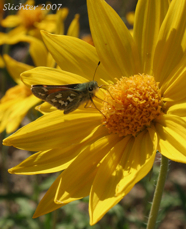 Skipper butterfly on Cusick's Sunflower, Turniproot Sunflower: Helianthus cusickii