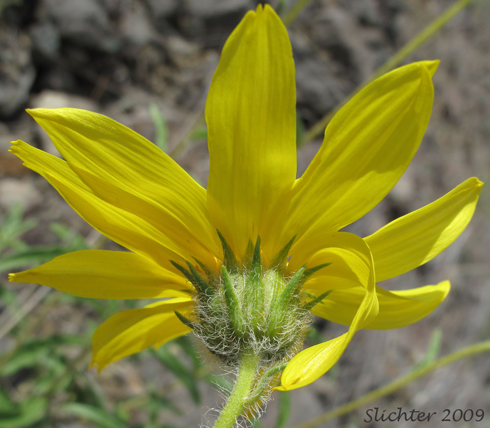 Involucral bracts of Cusick's Sunflower, Turniproot Sunflower: Helianthus cusickii