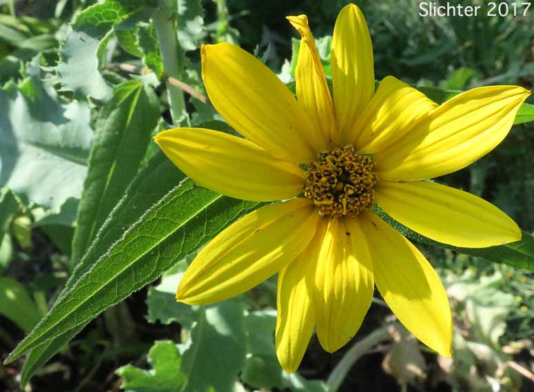 Nuttall's Sunflower, Cordilleran Sunflower: Helianthus nuttallii ssp. nuttallii (Synonym: Helianthus nuttallii var. nuttallii)
