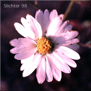 White-daisy Tidytips, White Layia: Layia glandulosa (Synonyms: Layia glandulosa ssp. glandulosa, Layia glandulosa ssp. lutea)