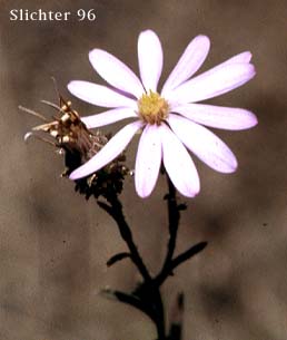 Flower head of Hoary-aster, Hoary Aster: Dieteria canescens var. canescens (Synonyms: Aster canescens, Aster shastensis var. glossophyllus, Aster shastensis var. latifolius, Aster canescens var. viscosus, Machaeranthera canescens var. canescens, Machaeranthera canescens ssp. canescens, Machaeranthera shastensis var. glossophylla, Machaeranthera shastensis var. latifolia)