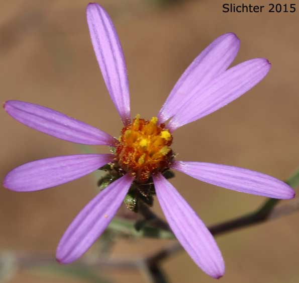 Flower head of Hoary-aster, Hoary Aster: Dieteria canescens var. canescens (Synonyms: Aster canescens, Aster shastensis var. glossophyllus, Aster shastensis var. latifolius, Aster canescens var. viscosus, Machaeranthera canescens var. canescens, Machaeranthera canescens ssp. canescens, Machaeranthera shastensis var. glossophylla, Machaeranthera shastensis var. latifolia)