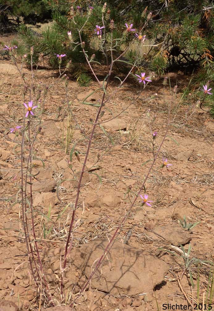 Hoary-aster, Hoary Aster: Dieteria canescens var. canescens (Synonyms: Aster canescens, Aster shastensis var. glossophyllus, Aster shastensis var. latifolius, Aster canescens var. viscosus, Machaeranthera canescens var. canescens, Machaeranthera canescens ssp. canescens, Machaeranthera shastensis var. glossophylla, Machaeranthera shastensis var. latifolia)
