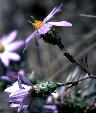 Involucral bracts of Hoary-aster, Hoary Aster: Dieteria canescens var. canescens (Synonyms: Aster canescens, Aster shastensis var. glossophyllus, Aster shastensis var. latifolius, Aster canescens var. viscosus, Machaeranthera canescens var. canescens, Machaeranthera canescens ssp. canescens, Machaeranthera shastensis var. glossophylla, Machaeranthera shastensis var. latifolia)