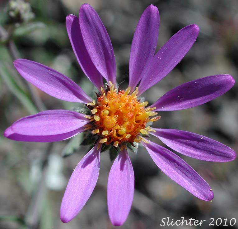 Close-up of the flower head of Hoary-aster, Hoary Aster: Dieteria canescens var. canescens (Synonyms: Aster canescens, Aster shastensis var. glossophyllus, Aster shastensis var. latifolius, Aster canescens var. viscosus, Machaeranthera canescens var. canescens, Machaeranthera canescens ssp. canescens, Machaeranthera shastensis var. glossophylla, Machaeranthera shastensis var. latifolia)