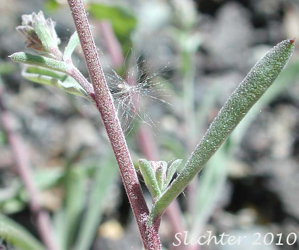 Stem leaves of Hoary-aster, Hoary Aster: Dieteria canescens var. canescens (Synonyms: Aster canescens, Aster shastensis var. glossophyllus, Aster shastensis var. latifolius, Aster canescens var. viscosus, Machaeranthera canescens var. canescens, Machaeranthera canescens ssp. canescens, Machaeranthera shastensis var. glossophylla, Machaeranthera shastensis var. latifolia)