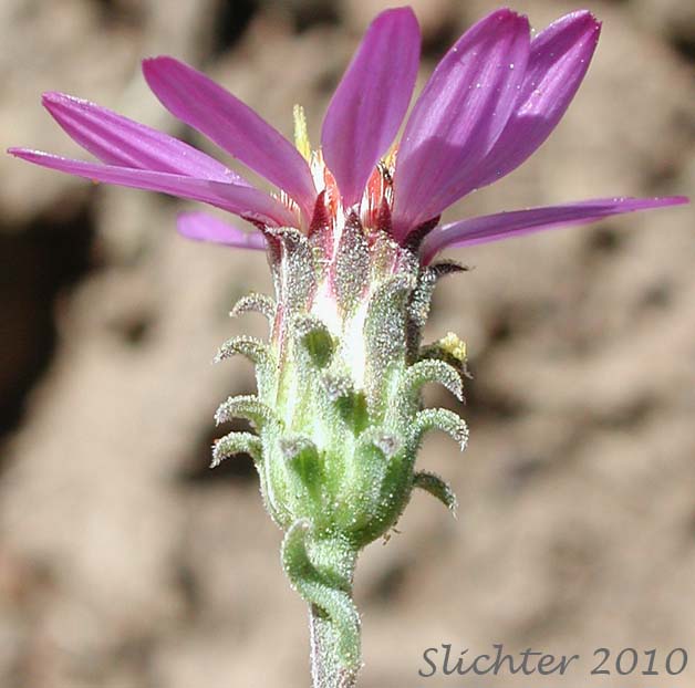 Close-up of the involucral bracts of Hoary-aster, Hoary Aster: Dieteria canescens var. canescens (Synonyms: Aster canescens, Aster shastensis var. glossophyllus, Aster shastensis var. latifolius, Aster canescens var. viscosus, Machaeranthera canescens var. canescens, Machaeranthera canescens ssp. canescens, Machaeranthera shastensis var. glossophylla, Machaeranthera shastensis var. latifolia)